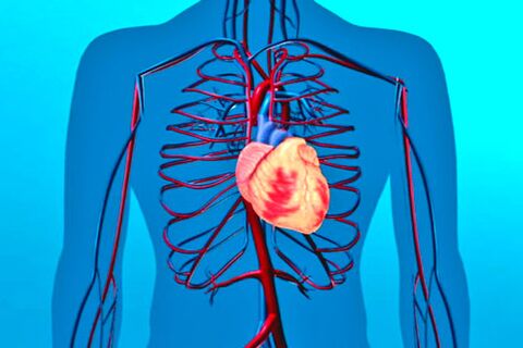 Weakening of the circulatory system is a risk factor for hypertension